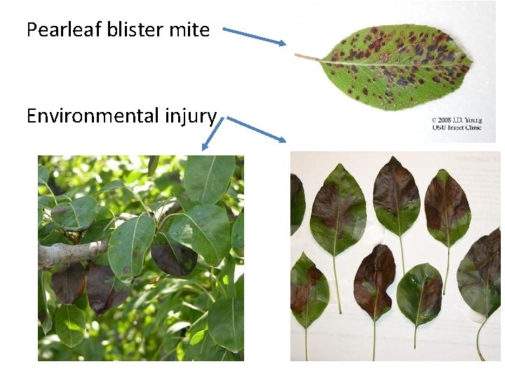 Pearleaf blister mite Environmental injury 