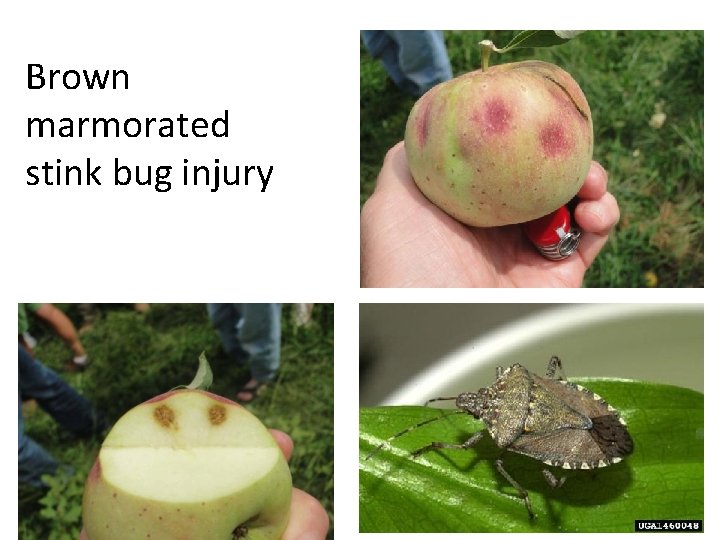 Brown marmorated stink bug injury 