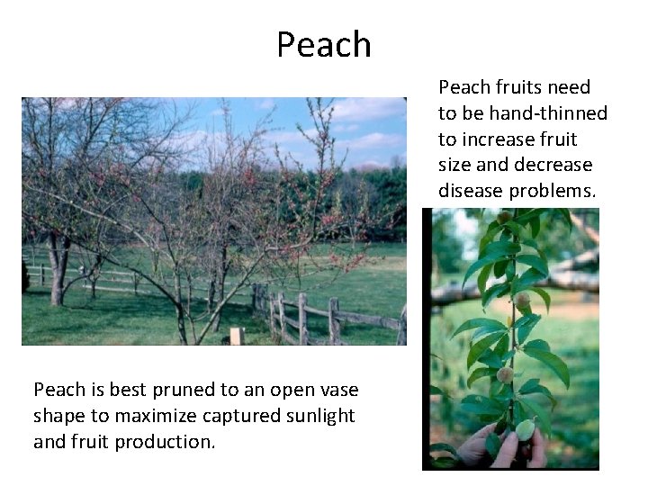 Peach fruits need to be hand-thinned to increase fruit size and decrease disease problems.