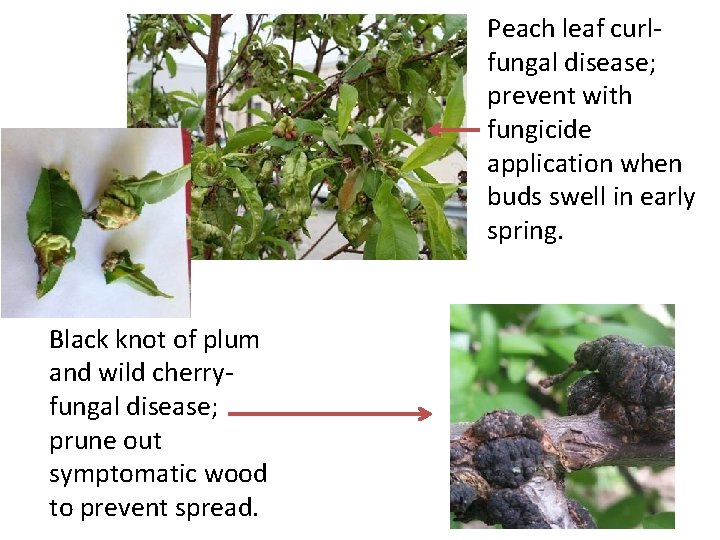 Peach leaf curlfungal disease; prevent with fungicide application when buds swell in early spring.