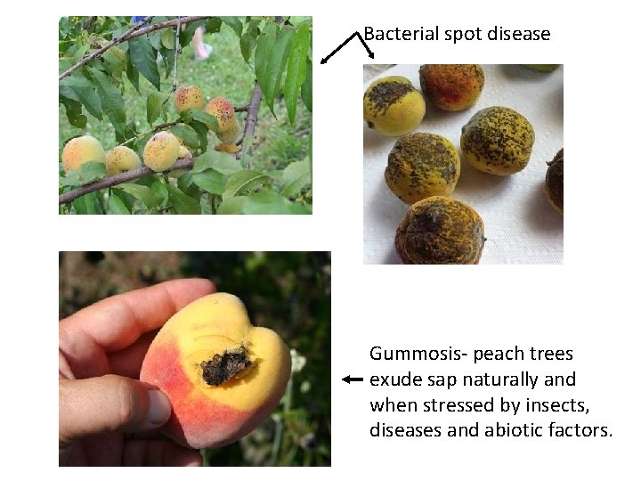 Bacterial spot disease Gummosis- peach trees exude sap naturally and when stressed by insects,