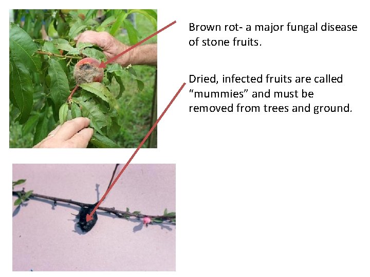 Brown rot- a major fungal disease of stone fruits. Dried, infected fruits are called