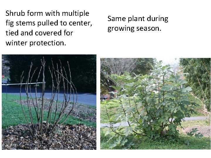 Shrub form with multiple fig stems pulled to center, tied and covered for winter