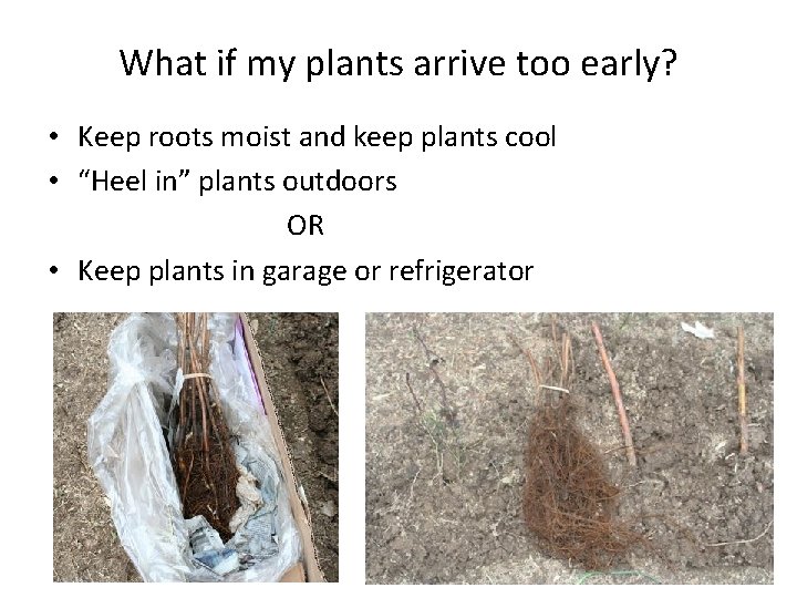 What if my plants arrive too early? • Keep roots moist and keep plants