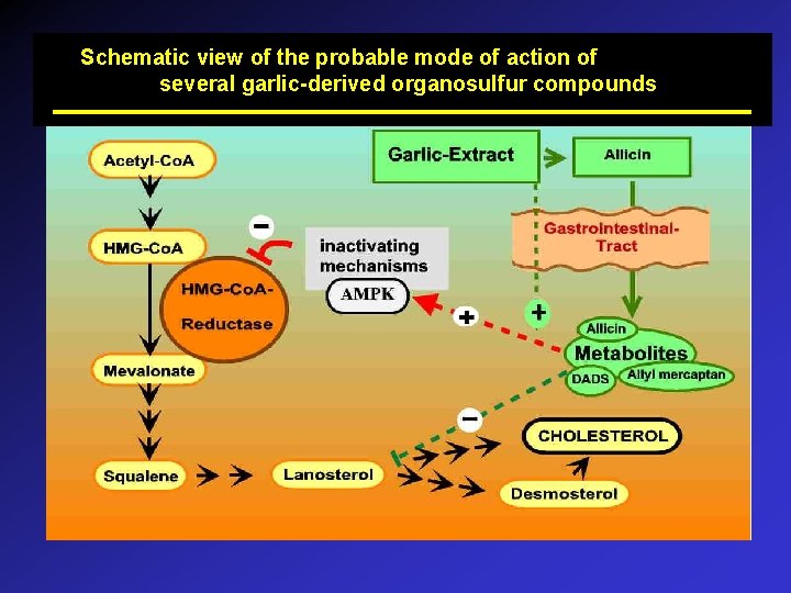 Schematic view of the probable mode of action of several garlic-derived organosulfur compounds 