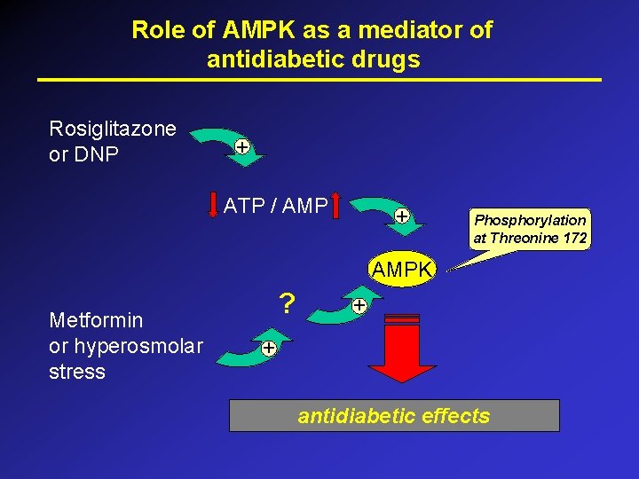 Role of AMPK as a mediator of antidiabetic drugs Rosiglitazone or DNP + ATP