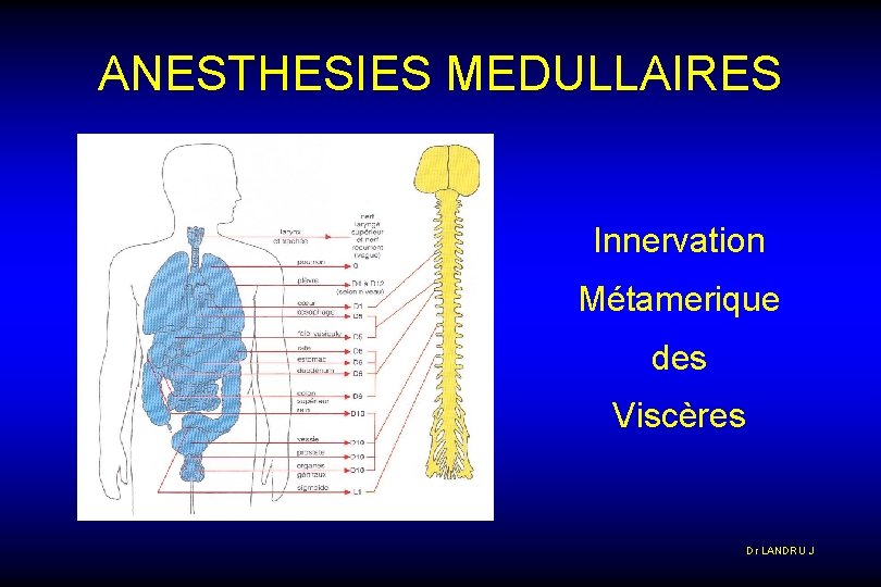 ANESTHESIES MEDULLAIRES Innervation Métamerique des Viscères Dr LANDRU J 
