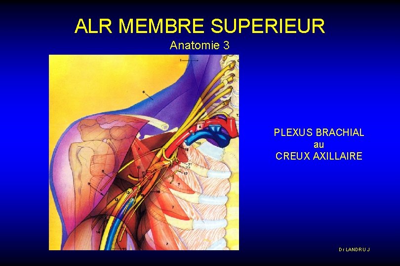 ALR MEMBRE SUPERIEUR Anatomie 3 PLEXUS BRACHIAL au CREUX AXILLAIRE Dr LANDRU J 