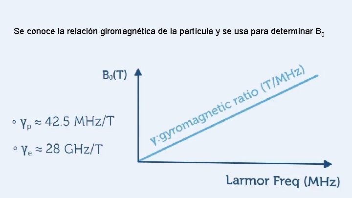 Se conoce la relación giromagnética de la partícula y se usa para determinar B