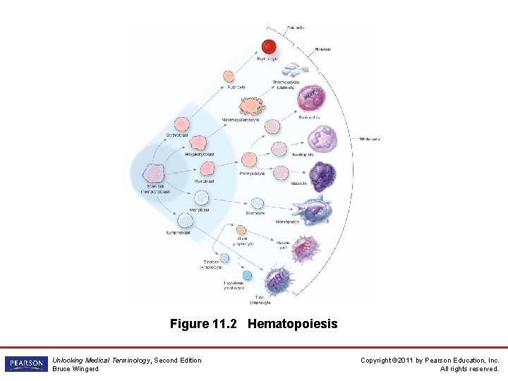 Figure 11. 2 Hematopoiesis Unlocking Medical Terminology, Second Edition Bruce Wingerd Copyright © 2011