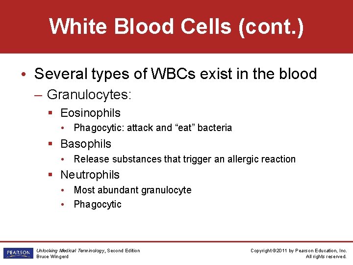White Blood Cells (cont. ) • Several types of WBCs exist in the blood