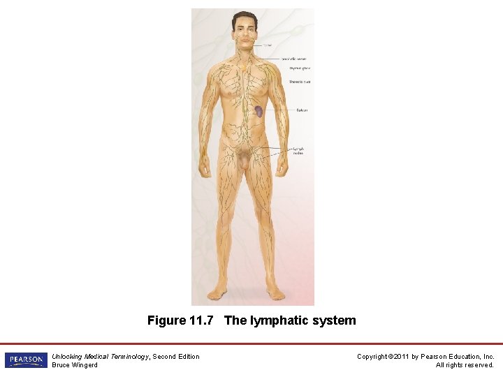 Figure 11. 7 The lymphatic system Unlocking Medical Terminology, Second Edition Bruce Wingerd Copyright
