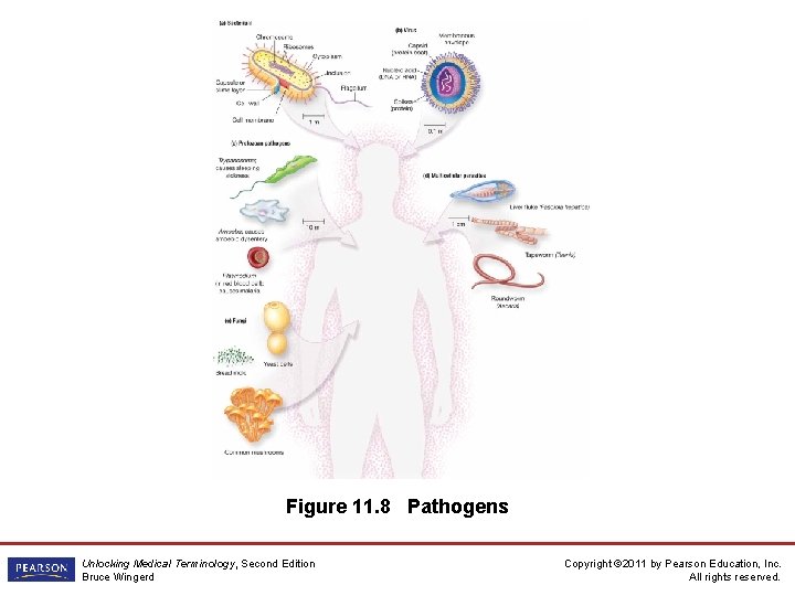 Figure 11. 8 Pathogens Unlocking Medical Terminology, Second Edition Bruce Wingerd Copyright © 2011