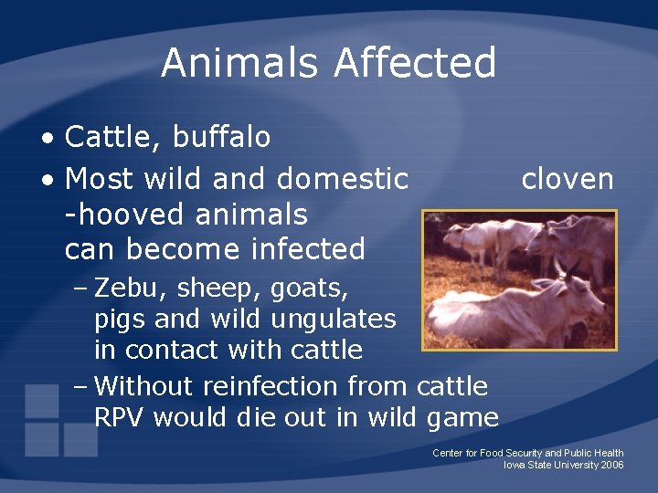 Animals Affected • Cattle, buffalo • Most wild and domestic -hooved animals can become