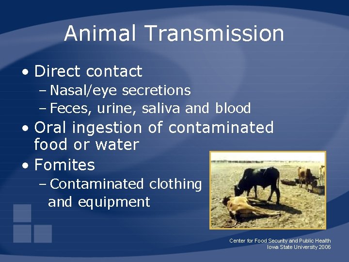 Animal Transmission • Direct contact – Nasal/eye secretions – Feces, urine, saliva and blood