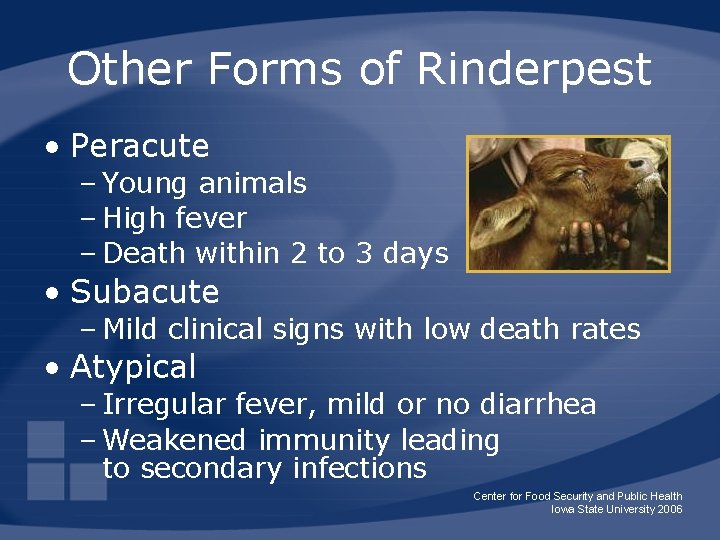 Other Forms of Rinderpest • Peracute – Young animals – High fever – Death