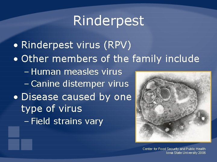 Rinderpest • Rinderpest virus (RPV) • Other members of the family include – Human