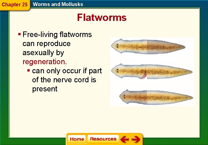 Chapter 25 Worms and Mollusks Flatworms § Free-living flatworms can reproduce asexually by regeneration.