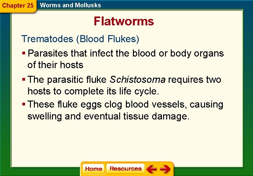 Chapter 25 Worms and Mollusks Flatworms Trematodes (Blood Flukes) § Parasites that infect the
