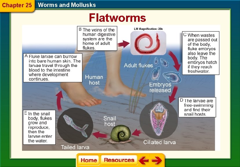 Chapter 25 Worms and Mollusks Flatworms 