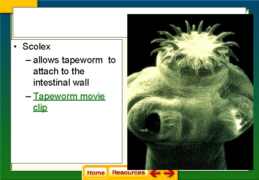  • Scolex – allows tapeworm to attach to the intestinal wall – Tapeworm