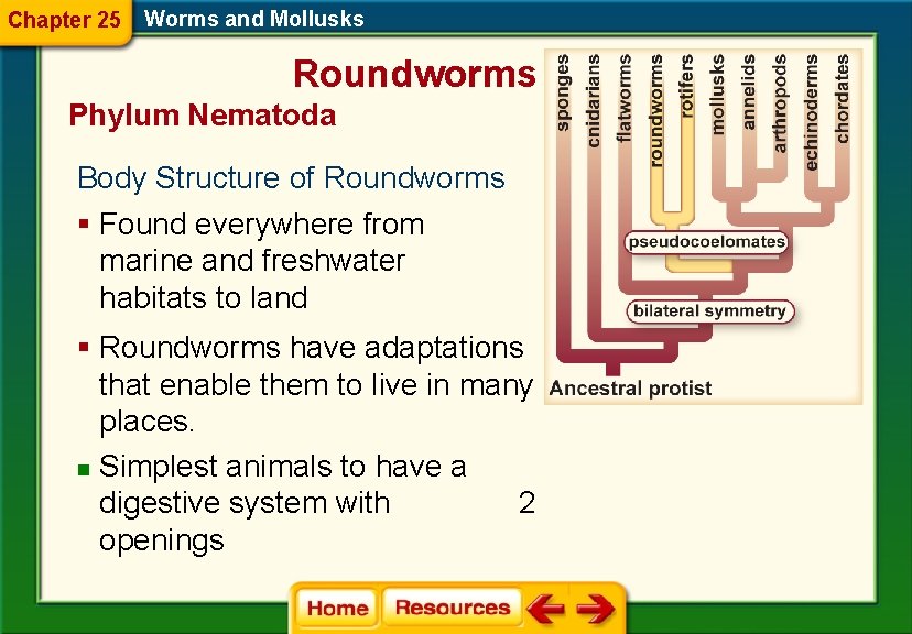 Chapter 25 Worms and Mollusks Roundworms Phylum Nematoda Body Structure of Roundworms § Found