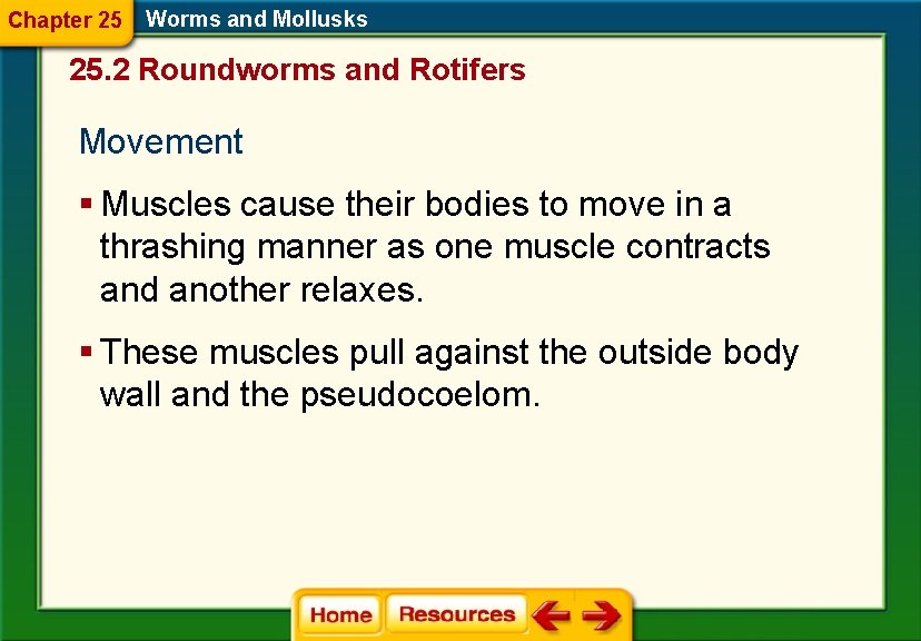 Chapter 25 Worms and Mollusks 25. 2 Roundworms and Rotifers Movement § Muscles cause