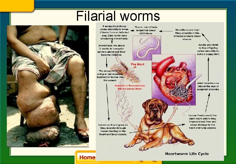 Filarial worms 