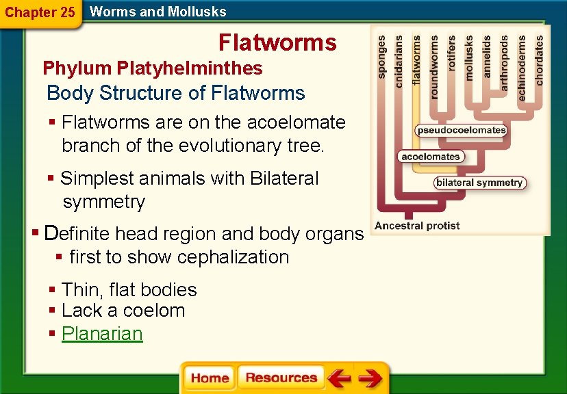 Chapter 25 Worms and Mollusks Flatworms Phylum Platyhelminthes Body Structure of Flatworms § Flatworms