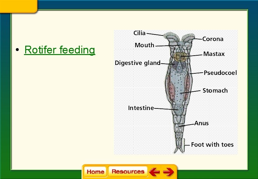  • Rotifer feeding 