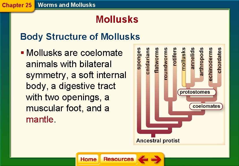 Chapter 25 Worms and Mollusks Body Structure of Mollusks § Mollusks are coelomate animals