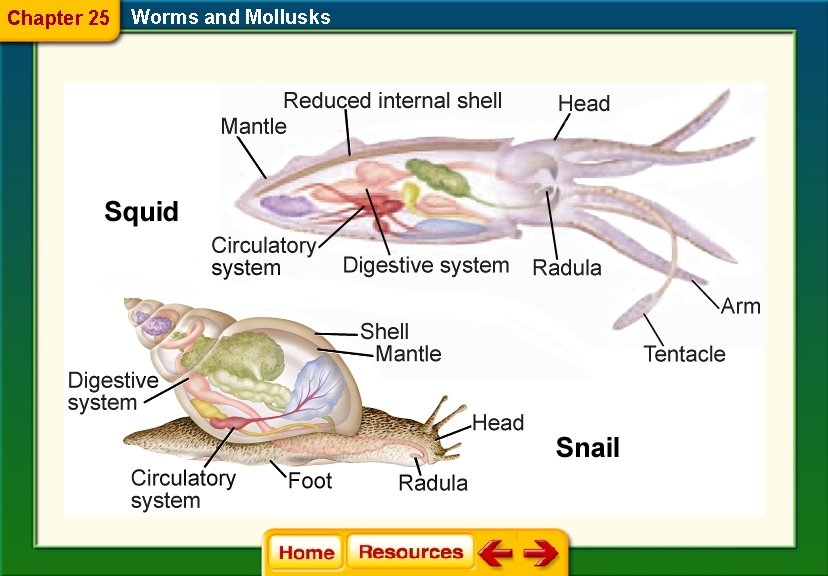 Chapter 25 Worms and Mollusks 
