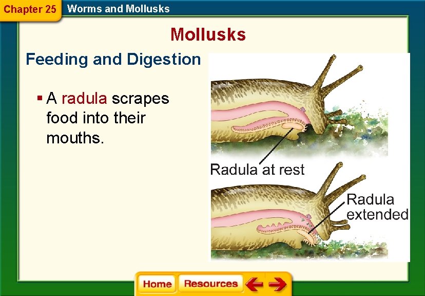 Chapter 25 Worms and Mollusks Feeding and Digestion § A radula scrapes food into