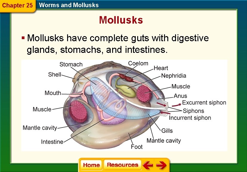 Chapter 25 Worms and Mollusks § Mollusks have complete guts with digestive glands, stomachs,