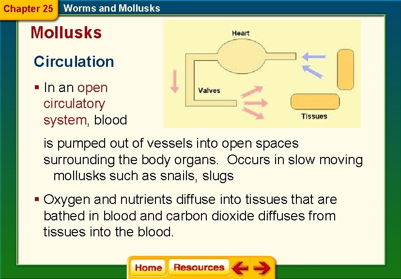 Chapter 25 Worms and Mollusks Circulation § In an open circulatory system, blood is