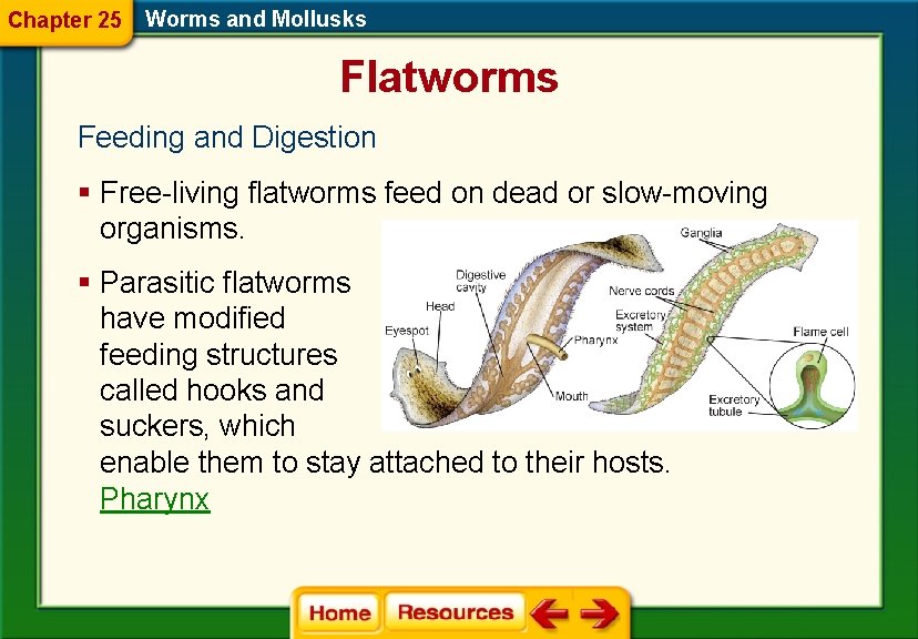 Chapter 25 Worms and Mollusks Flatworms Feeding and Digestion § Free-living flatworms feed on