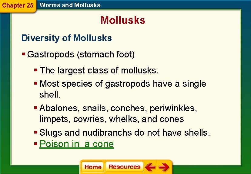 Chapter 25 Worms and Mollusks Diversity of Mollusks § Gastropods (stomach foot) § The