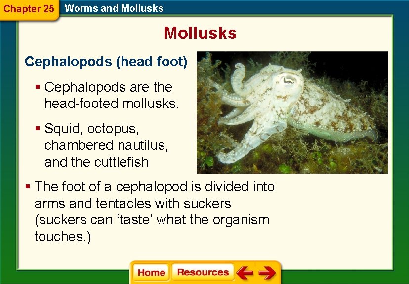 Chapter 25 Worms and Mollusks Cephalopods (head foot) § Cephalopods are the head-footed mollusks.