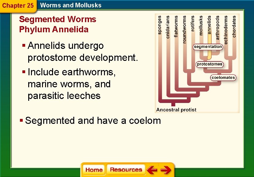 Chapter 25 Worms and Mollusks Segmented Worms Phylum Annelida § Annelids undergo protostome development.