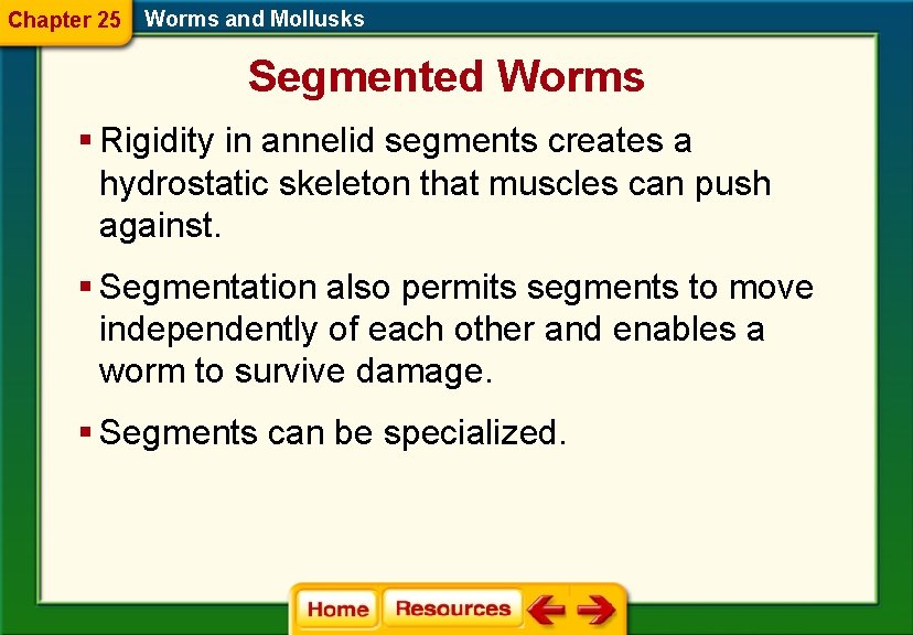 Chapter 25 Worms and Mollusks Segmented Worms § Rigidity in annelid segments creates a