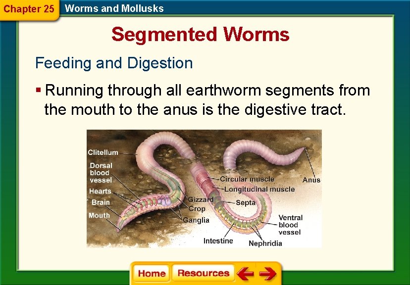 Chapter 25 Worms and Mollusks Segmented Worms Feeding and Digestion § Running through all