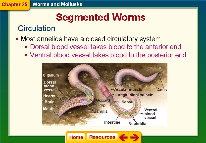 Chapter 25 Worms and Mollusks Segmented Worms Circulation § Most annelids have a closed