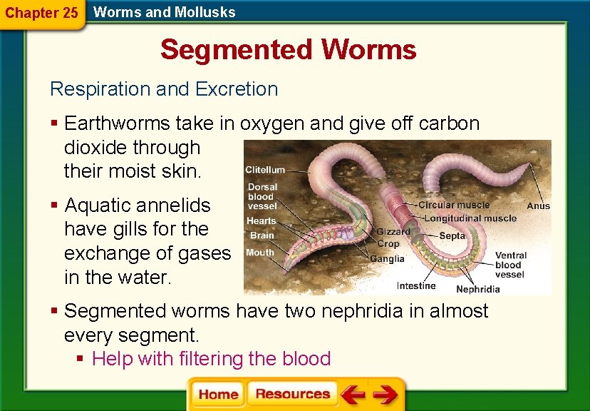 Chapter 25 Worms and Mollusks Segmented Worms Respiration and Excretion § Earthworms take in