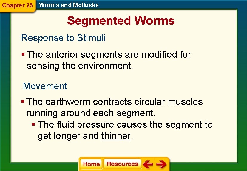 Chapter 25 Worms and Mollusks Segmented Worms Response to Stimuli § The anterior segments