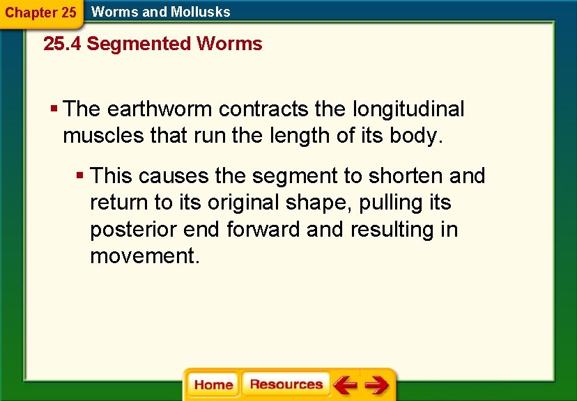 Chapter 25 Worms and Mollusks 25. 4 Segmented Worms § The earthworm contracts the