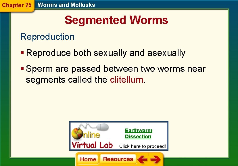 Chapter 25 Worms and Mollusks Segmented Worms Reproduction § Reproduce both sexually and asexually