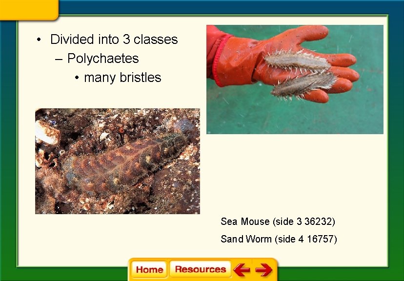  • Divided into 3 classes – Polychaetes • many bristles Sea Mouse (side