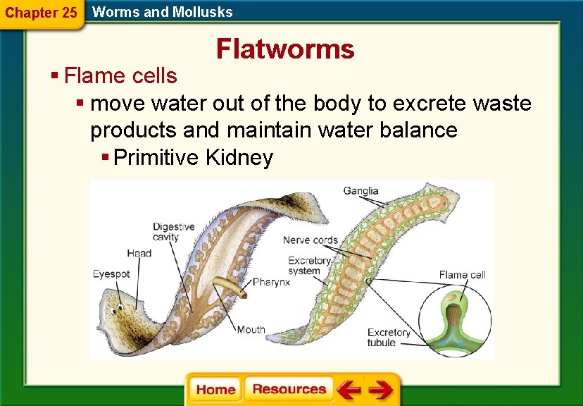 Chapter 25 Worms and Mollusks Flatworms § Flame cells § move water out of