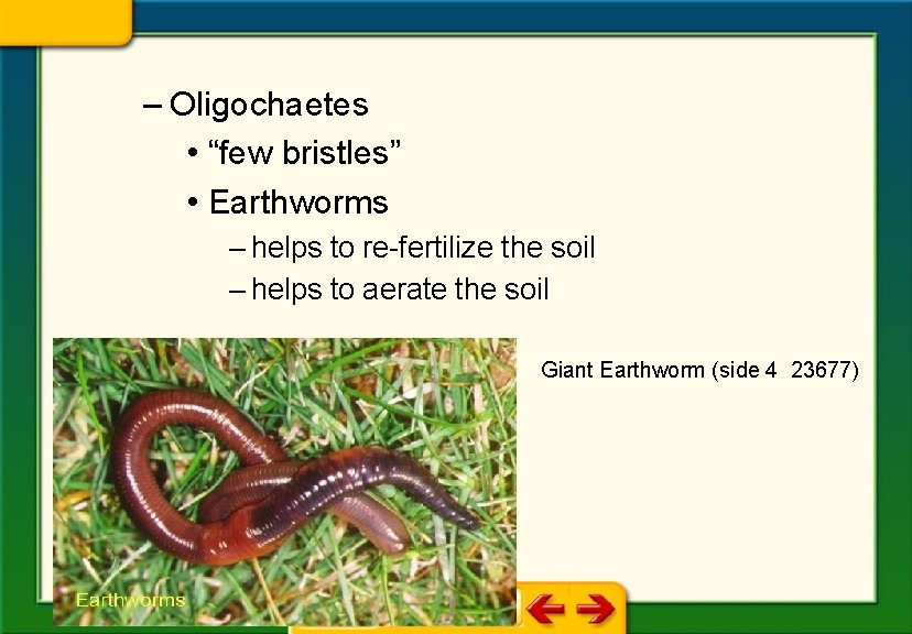 – Oligochaetes • “few bristles” • Earthworms – helps to re-fertilize the soil –