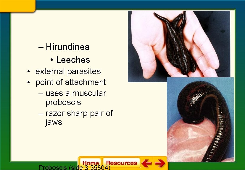 – Hirundinea • Leeches • external parasites • point of attachment – uses a